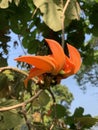 Palash flower tree, Butea Monosperma or palash flower