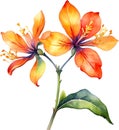 Palash flower, watercolor painting of Palash flower. AI-Generated.