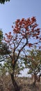 Palash Flowers Blooming,Sacred Tree Plant