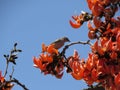 Palash Tree Blossoms: Embracing the Basant Season in India