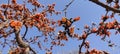 Palash Tree in Summer Season, India.