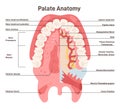 Palate anatomy. Human oral cavity. Inferior surface of upper jaw structure