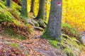 In Palatinate Forest in autumn Royalty Free Stock Photo