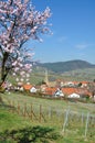 Palatinate Wine region,Germany Royalty Free Stock Photo