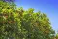 Palatine hill. Rome. Italy. Orange trees Royalty Free Stock Photo