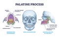 Palatine process section anatomy with maxilla structure outline diagram