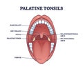 Palatine tonsils location in throat with mouth structure outline diagram