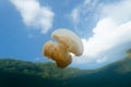 Palau jellyfish