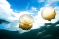 Palau jellyfish