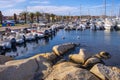 Palau, Italy - Panoramic view of touristic yacht port and marina - Porto Turistico Palau - with yachts pier and at the Costa