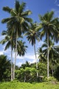 Palawan beach palm trees philippines Royalty Free Stock Photo