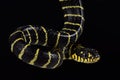 Palawan Gold-ringed Cat Snake.Boiga dendrophila multicincta