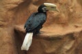 Palawan hornbill Royalty Free Stock Photo