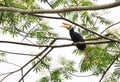 Palawan Hornbill Royalty Free Stock Photo