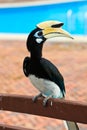 Palawan hornbill bird in close up Royalty Free Stock Photo