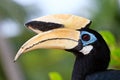 Palawan hornbill bird in close up Royalty Free Stock Photo