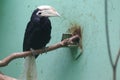 Palawan hornbill Royalty Free Stock Photo