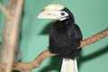 Palawan hornbill Royalty Free Stock Photo