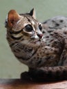 Palawan leopard cat