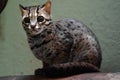 Palawan leopard cat