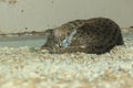 Palawan leopard cat