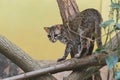 Palawan leopard cat