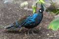 This Palawan peacock-pheasant Polyplectron napoleonis in a park in Alphen aan den Rijn, the Netherlands, has an highly iridescen