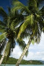 Palawan tropical island palms philippines Royalty Free Stock Photo