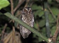 Palawandwergooruil, Palawan Scops-Owl, Otus fuliginosus Royalty Free Stock Photo