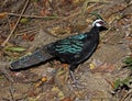 Palawanspiegelpauw, Palawan Peacock-Pheasant, Polyplectron napoleonis Royalty Free Stock Photo