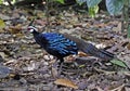 Palawanspiegelpauw, Palawan Peacock-Pheasant, Polyplectron napoleonis Royalty Free Stock Photo