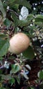 Pale apple hanging from a tree with leaves and branches