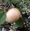 Pale apple hanging from a tree with leaves and branches