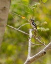 Pale Batis in african rainforest Royalty Free Stock Photo