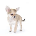 Pale beige chihuahua puppy on white