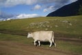 Pale beige cow walking in the meadow. Royalty Free Stock Photo