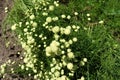 Pale beige flowerheads of Santolina virens in mid June Royalty Free Stock Photo