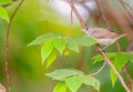 Pale Billed flowerpecker in a tree Royalty Free Stock Photo