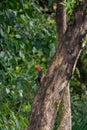 Pale-billed Woodpecker & x28;Campephilus guatemalensis Royalty Free Stock Photo