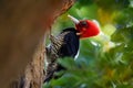 Pale-billed woodpecker - Campephilus guatemalensis is a very large woodpecker that is a resident breeding bird from northern Royalty Free Stock Photo