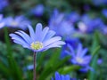 Pale Blue Anemone Blanda Flower Royalty Free Stock Photo