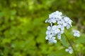 Close-up of inflorescence of a honesty plant Royalty Free Stock Photo