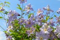 Pale blue clematis of the \'Blue Angel\' (Late Large-Flowered Clematis) variety in the garden