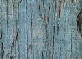 Pale blue colored weathered wood texture. Old wooden surface with sharp details, macro shot. Cracked single piece wood.