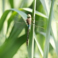 Pale blue dragonfly Keeled Skimmer aka Orthetrum coerulescens. In habitat. Close square crop.