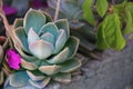 Pale blue Echeveria Succulent against planted background