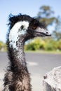 Pale blue face of large emu Royalty Free Stock Photo