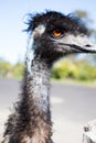 Pale blue face of large emu Royalty Free Stock Photo