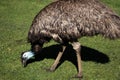 Pale blue face of large emu Royalty Free Stock Photo