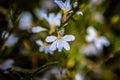 Pale blue fanflower coastal wild flower West Australia